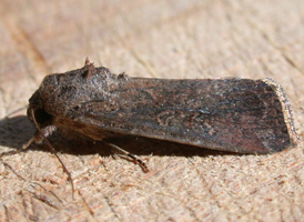 Fall Armyworm